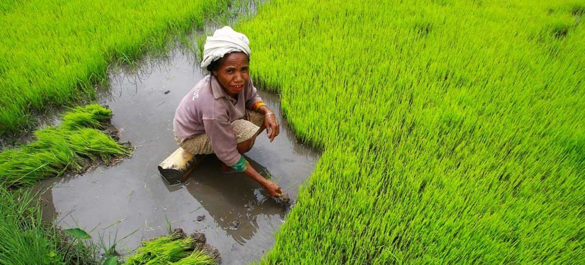 A farmer harvests her rice crop by hand in Timor-Leste.