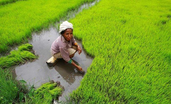 No Timor-Leste, mais de 70% da população pratica a agricultura e depende desse setor para seu sustento.