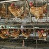 La FAO encourage à davantage de vigilance afin de prévenir la réapparition de la grippe aviaire.