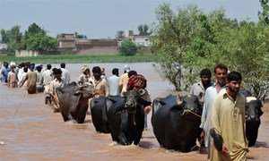Flood-affected Pakistanis and their livestock flee Sindh province