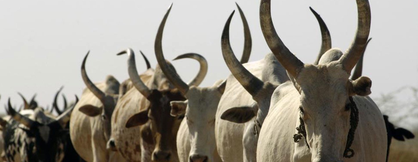 Des cas de H5N1 ont été signalés cette année aux États-Unis chez des vaches laitières, mais aussi chez des animaux sauvages.
