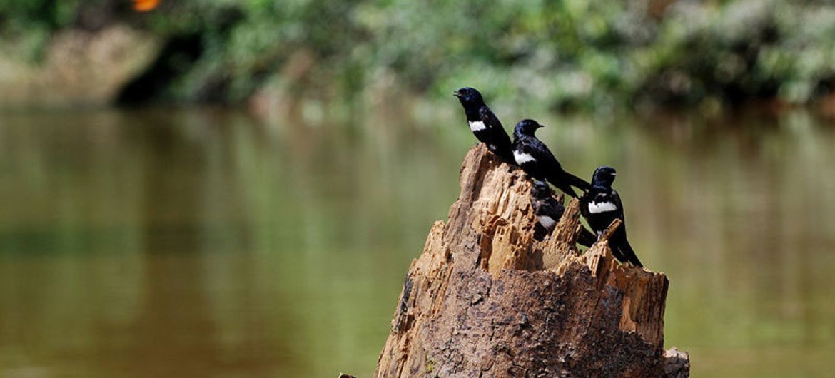 White-banded Swallows perching of a tree stump on the bank of Rio Tiputini, Yasuní National Park in Ecuador.