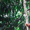 Los orangutanes de Borneo se encuetran en riesgo. Foto de archivo: ONU