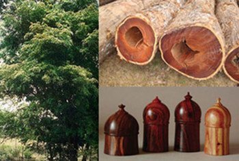 Le Panama a demandé l'aide des autres pays membres de la CITES pour contrôler le commerce du Dalbergia retusa, un bois rare.