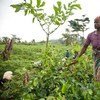 A woman farmer in Ganta, Liberia.