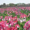 Poppy field in Afghanistan.