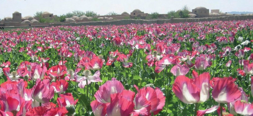 Poppy field in Afghanistan.