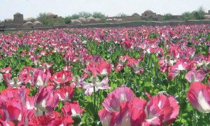 Poppy field in Afghanistan.