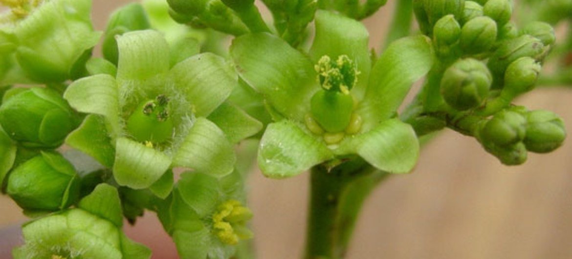 Jatropha curcas flowering plant