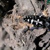 Asian longhorned beetle – one of the main catalysts for the development of standards on pests and agricultural goods crossing borders, specific to forestry.