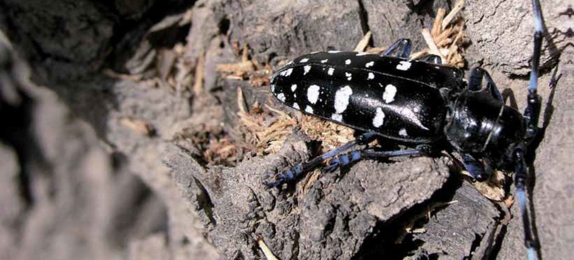 Asian longhorned beetle – one of the main catalysts for the development of standards on pests and agricultural goods crossing borders, specific to forestry.