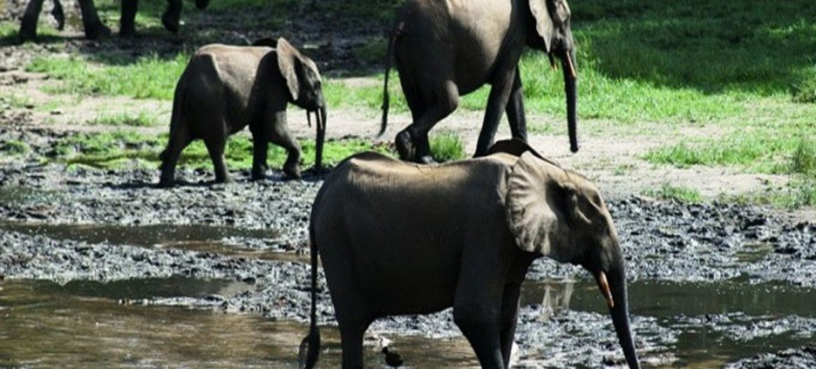 World wildlife hubs for migratory species at risk
