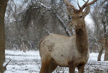 Bukhara deer in Uzbekistan