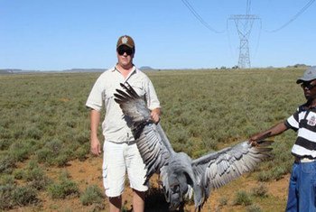 Dead blue crane – victim of a fatal power line collision