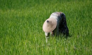 Rice harvest in Timor-Leste