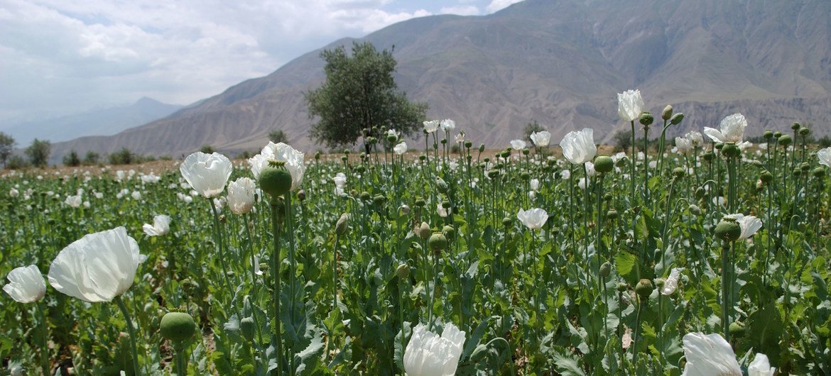 Campo de papoilas no Afeganistão, usado para produzir cocaína