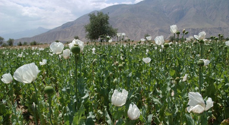 A área de cultivo da papoula no Afeganistão diminuiu de 233 mil hectares, no final de 2022, para 10,8 mil em 2023