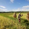 Timor-Leste Farmer Carries Away Crops Destroyed by Heavy Rains