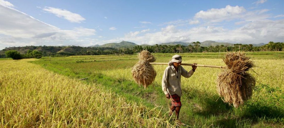 Timor-Leste Farmer Carries Away Crops Destroyed by Heavy Rains