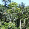 Taxas de desmatamento continuam caindo, a erradicação de espécies exóticas invasoras de ilhas está crescendo e a consciência sobre a biodiversidade parece estar aumentando.