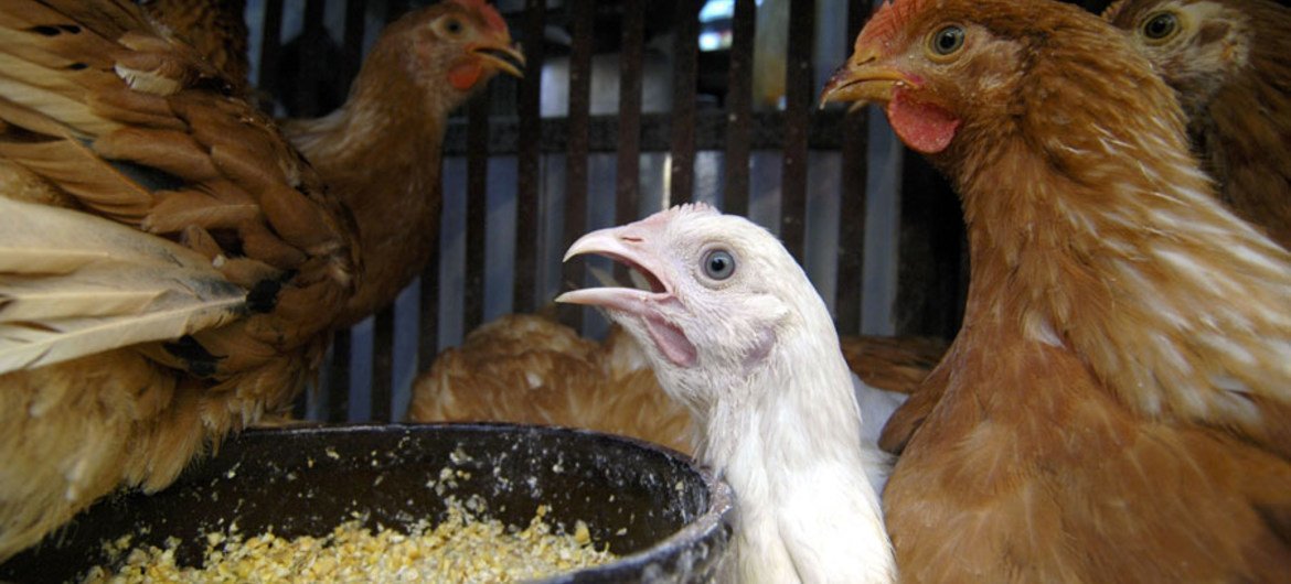 西非的家禽养殖场面临禽流感疫情影响。联合国图片/Victoria Hazou