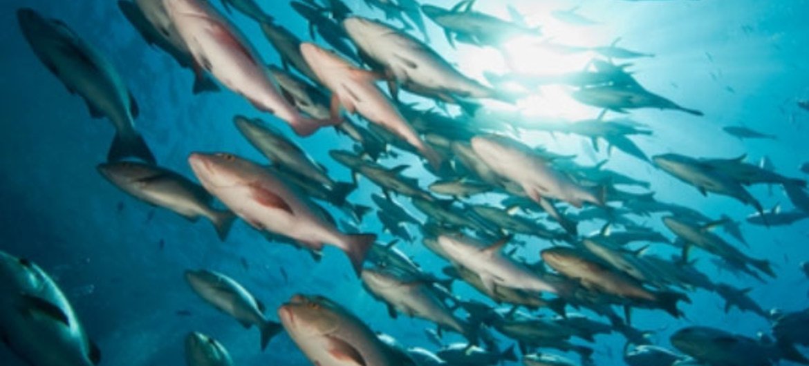 تقرير حول "الاقتصاد الأخضر في العالم الأزرق" يغطي  ستة قطاعات  بحرية، بما في ذلك مصايد الأسماك. المصدر: الأمم المتحدة / مارتين بيريه
