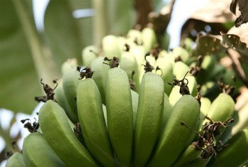  Banana, an essential source of food, income for households and export earnings.