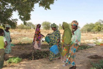 Drought in the Sahel region makes farming and gardening very diffcult for the women of Yelimne, Mali.