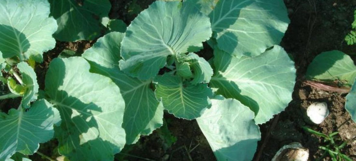Organic cabbage.