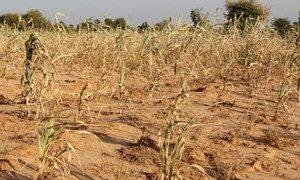A field of withered crops in Mali’s Kayes region.