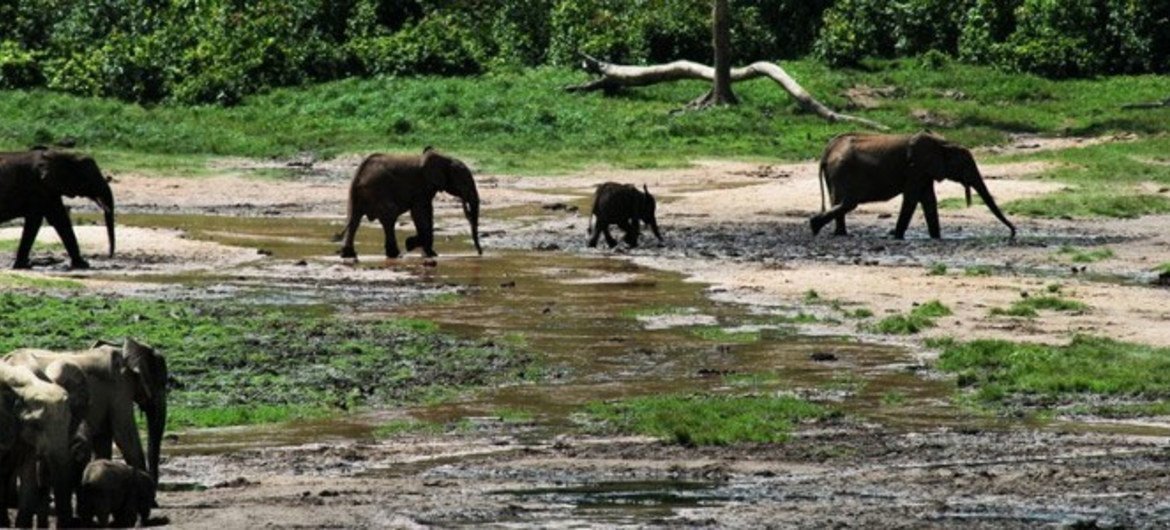 在喀麦隆北部的这个国家公园，有多达450头大象被偷猎。环境署图片