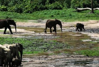 Presque 450 éléphants auraient été tués dans le parc national de Bouba Ndjida au nord du Cameroun.