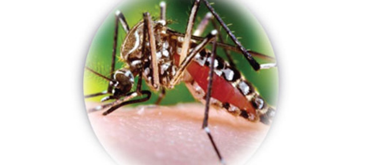 The chikungunya virus is a mosquito-borne disease which has already infected more than two million people around the world.