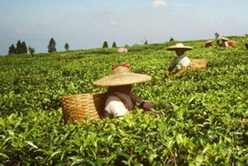Des femmes récoltent du thé.