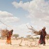 Climate change is a growing cause of displacement in Africa, where some areas have been devastated by drought.