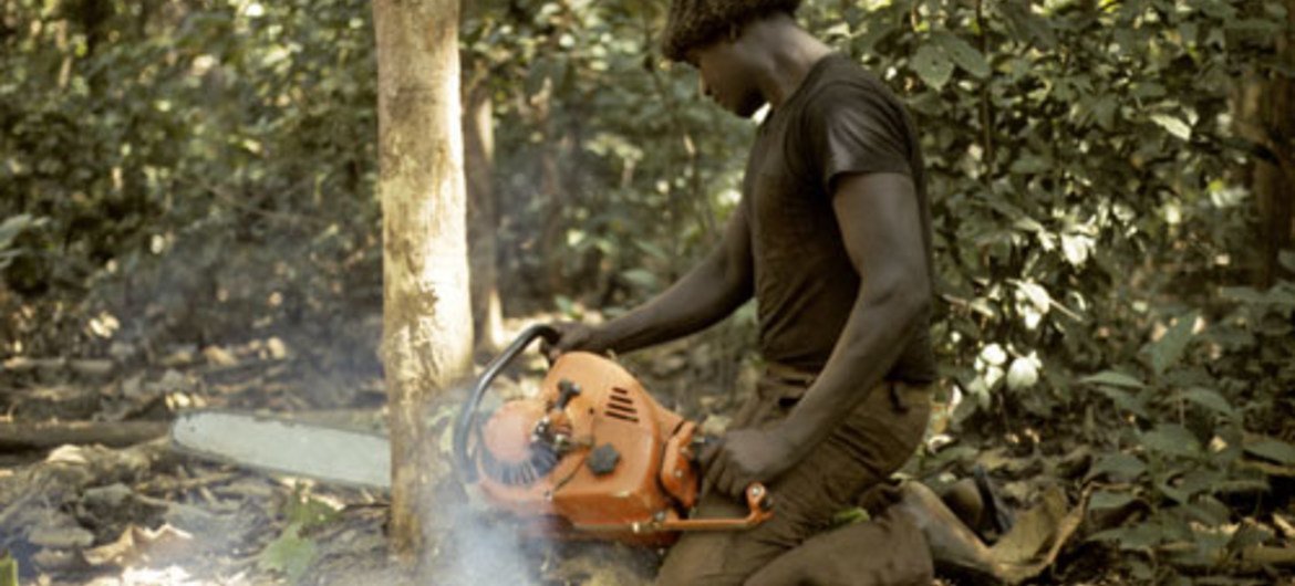 Cutting trees at a teak plantation in the Casamance Forests in Zingenchor, Senegal.