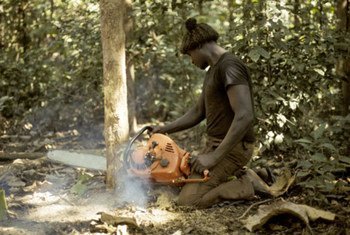 Cutting trees at a teak plantation in the Casamance Forests in Zingenchor, Senegal.