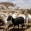Chèvres et moutons sont d'une importance vitale pour assurer la subsistance des petits éleveurs et gardiens de troupeaux. La Peste des Petits Ruminants (PPR) menace la RDC et plusieurs pays voisins. Photo FAO/G. Napolitano