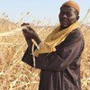 Cheicknè Bah, a farmer in Yelimané in the Kayes region of south western Mali, with his sorghum crop that has been damaged by the drought.