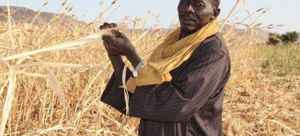 Cheicknè Bah, a farmer in Yelimané in the Kayes region of south western Mali, with his sorghum crop that has been damaged by the drought.
