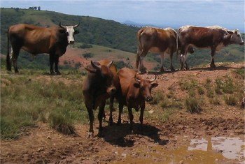 Un troupeau de bovins en train de paître au Swaziland.