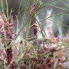 Desert locusts eating vegetation.