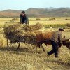 Farmers harvest their crops in the Democratic People’s Republic of Korea.