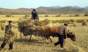 Farmers harvest their crops in the Democratic People’s Republic of Korea.