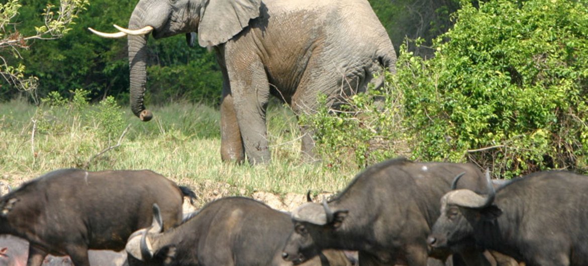 A forest elephant in the Democratic Republic of the Congo.