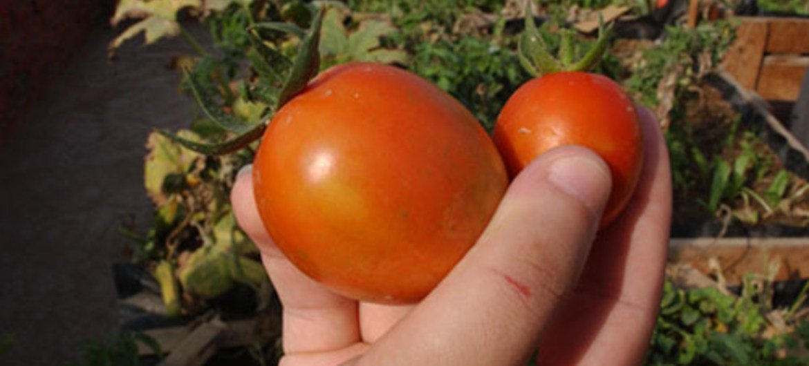 Tomato is the most economically important crop in the Near East region.