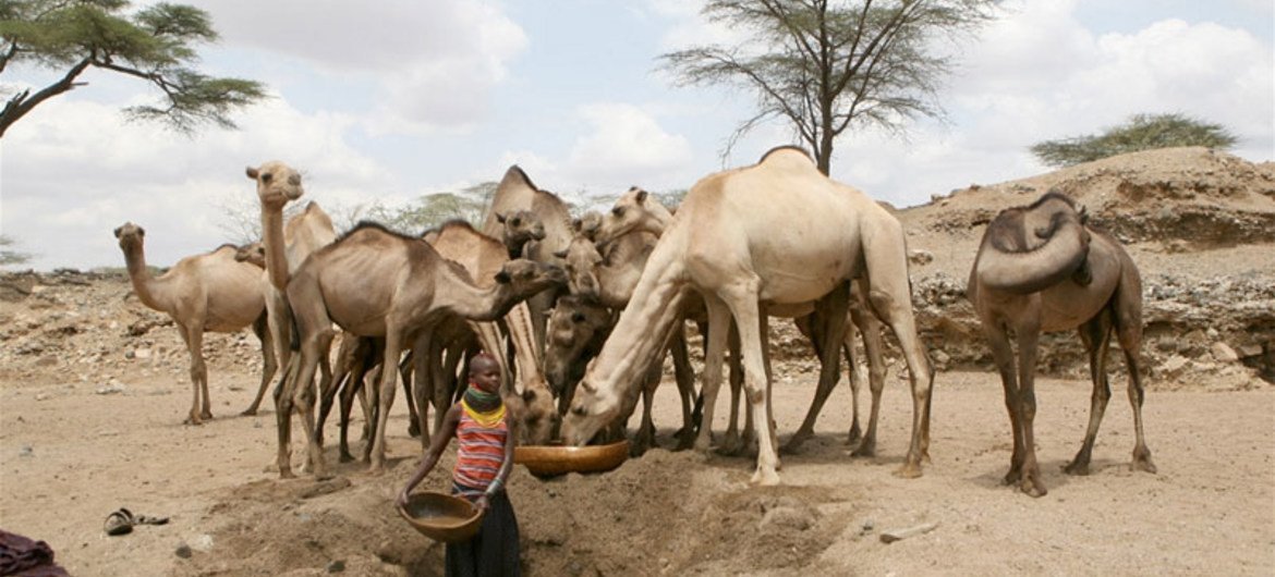 A Turkana girl waters camels from a hole dug in a dry river bed near Kenya's border with Uganda. Increasing drought has obliged pastoralists to travel further in their search for pasture and water.