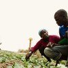 تعتمد 54% من القوى العاملة في أفريقيا على القطاع الزراعي للحصول على سبل المعيشة والدخل والتوظيف خاصة في الأسر الزراعية.