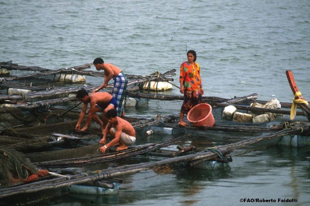 Quatre hommes travaillent sur une cage d'aquaculture flottante. L'un d'eux tient un panier rose, tandis que les autres s'occupent des filets. Une femme en robe colorée se tient à proximité, sur la plateforme.