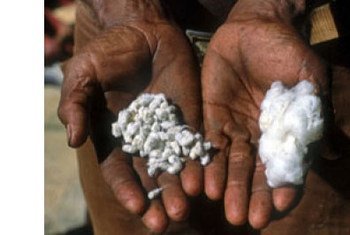 Centro coletor de algodão no Brasil onde ocorre a separação das sementes antes de serem comprimidas e armazenadas